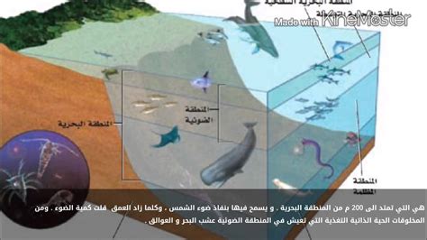 الأنظمة البيئية البحرية